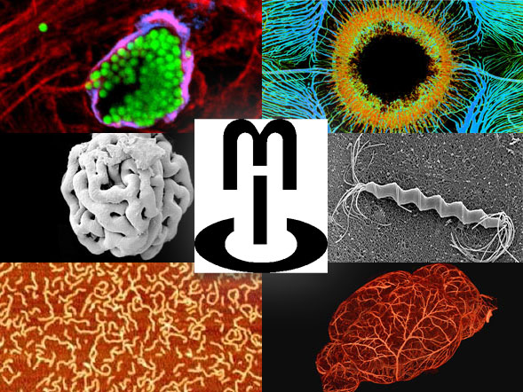 Microscopy Research and Technique, Microscopy Journal